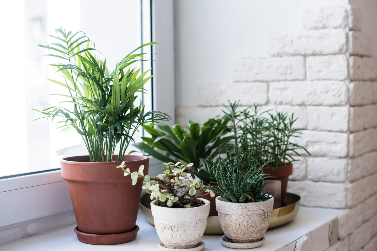Life amongst the pot plants: finding peace and growth during lockdown