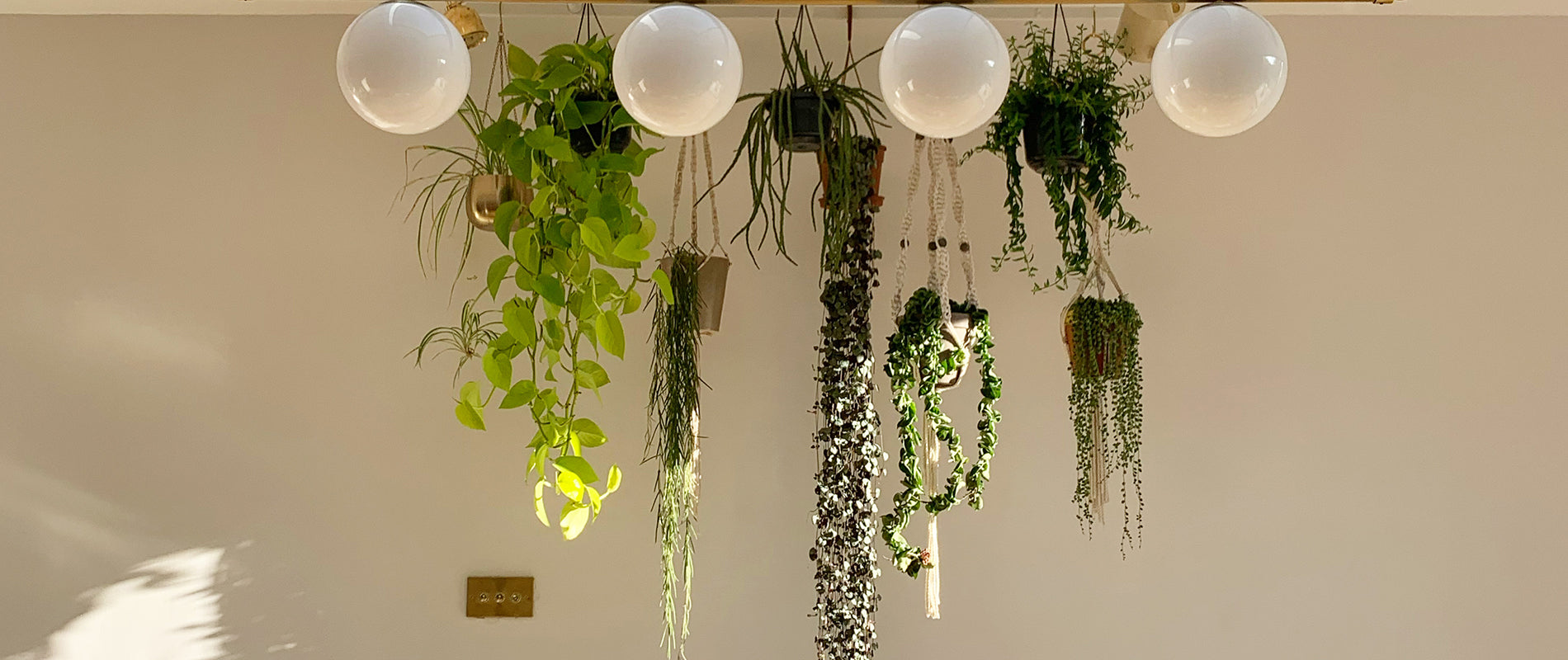 Renovating Love Lane - 5 top tips for displaying your house plants