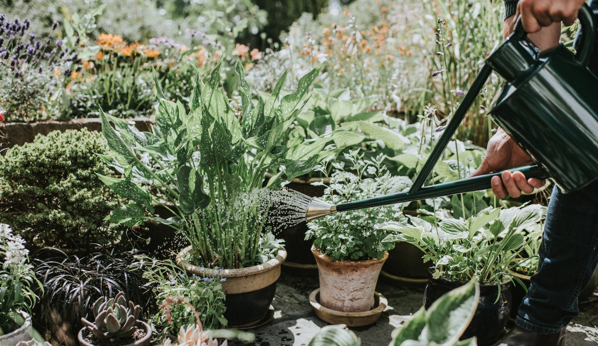 A quick guide to watering your garden in a hosepipe ban