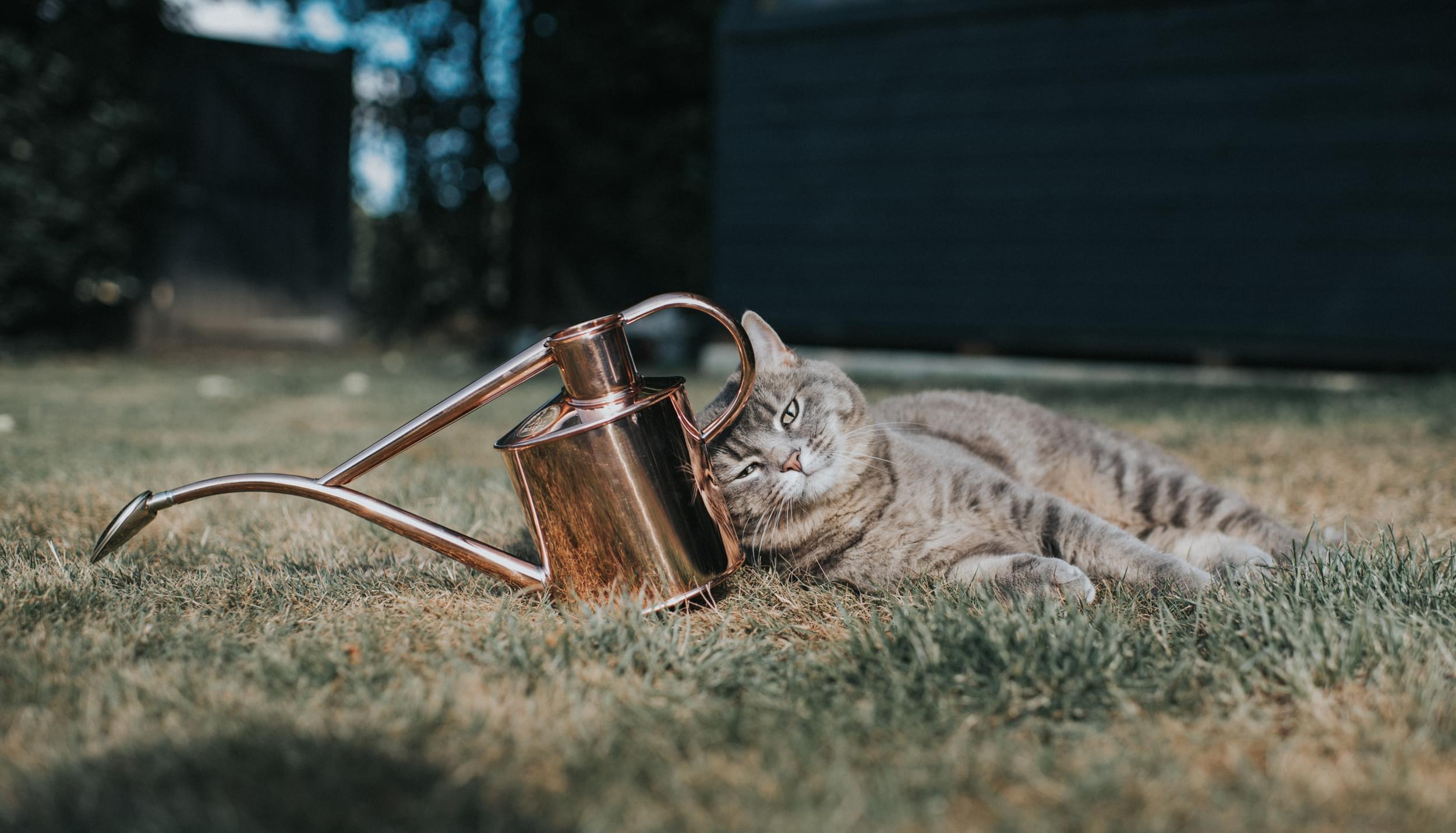 What to water: September