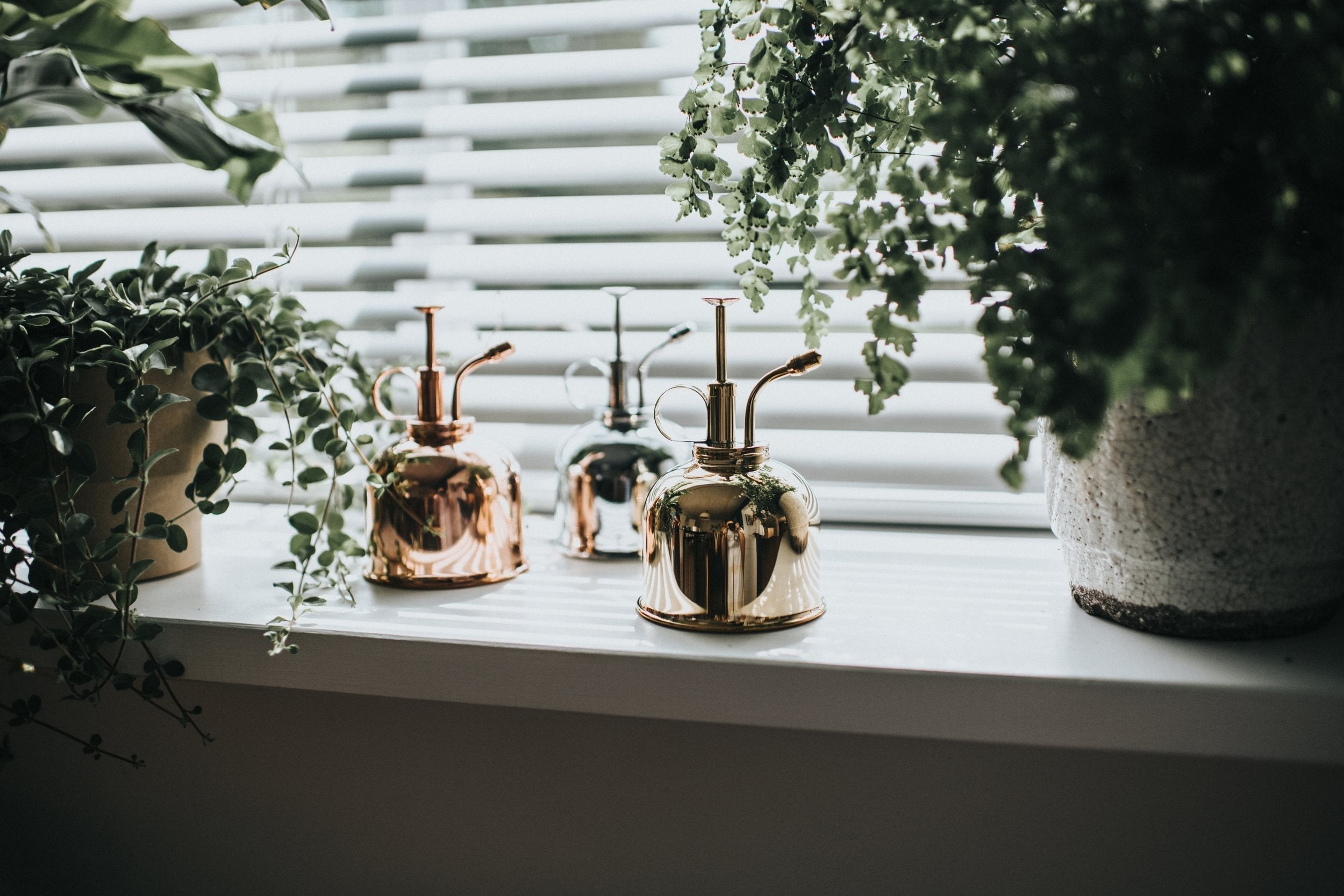 The Smethwick Spritzer - keeping houseplants happy this winter