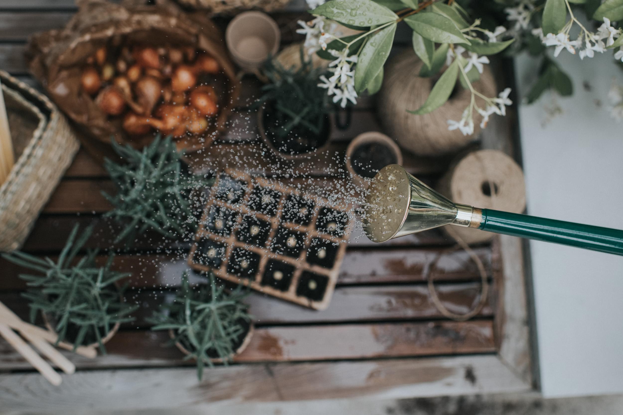 Sowing seeds in winter: a guide to indoor germination