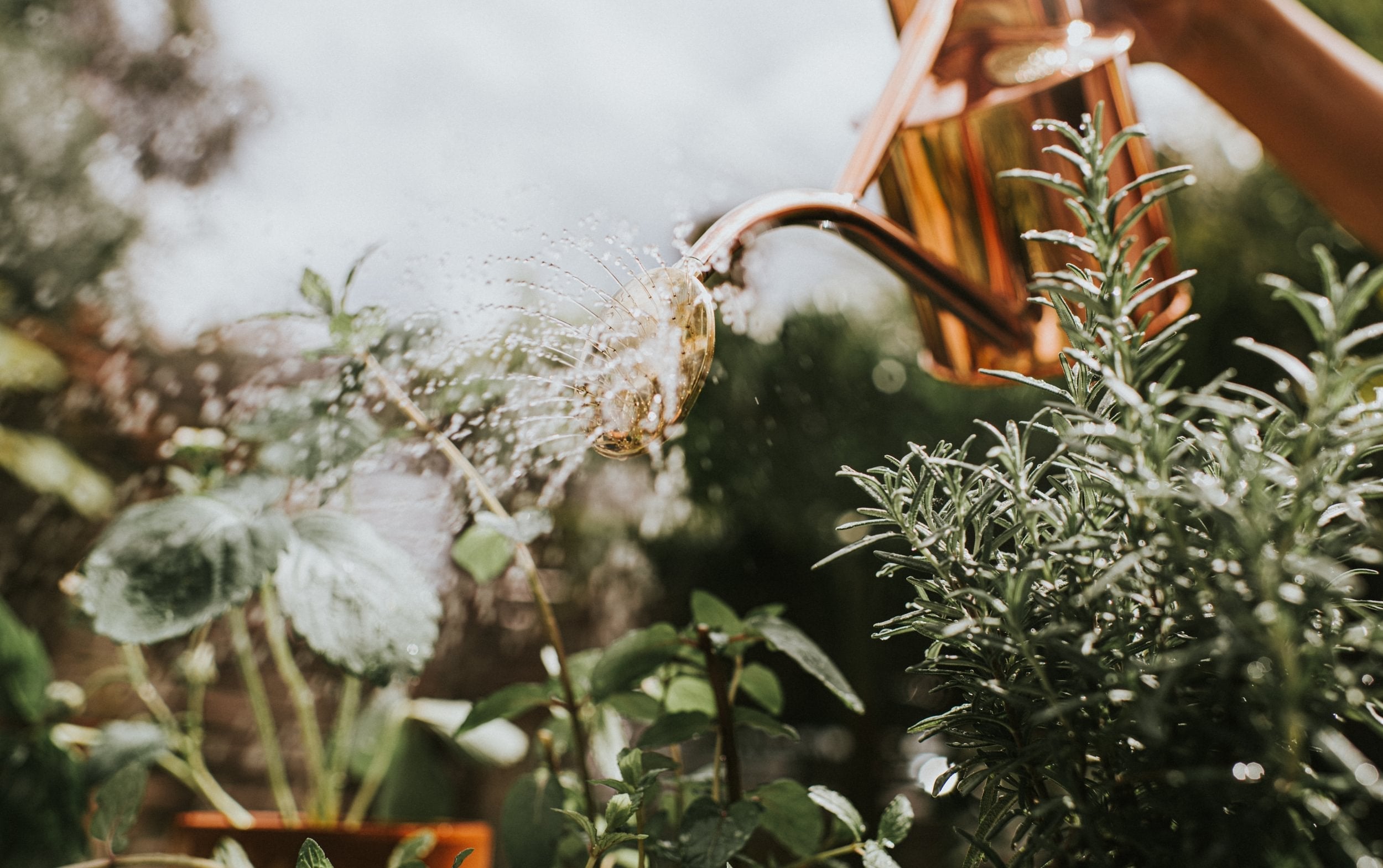 What to water: April