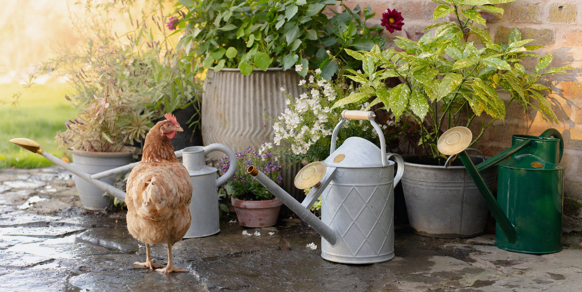 Autumn watering wisdom: don't let your pots fall behind