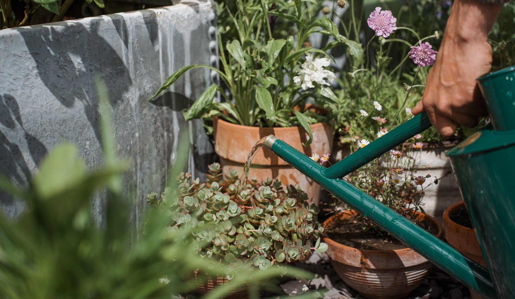 Pot watering 101: how to water your outdoor pots and containers through summer