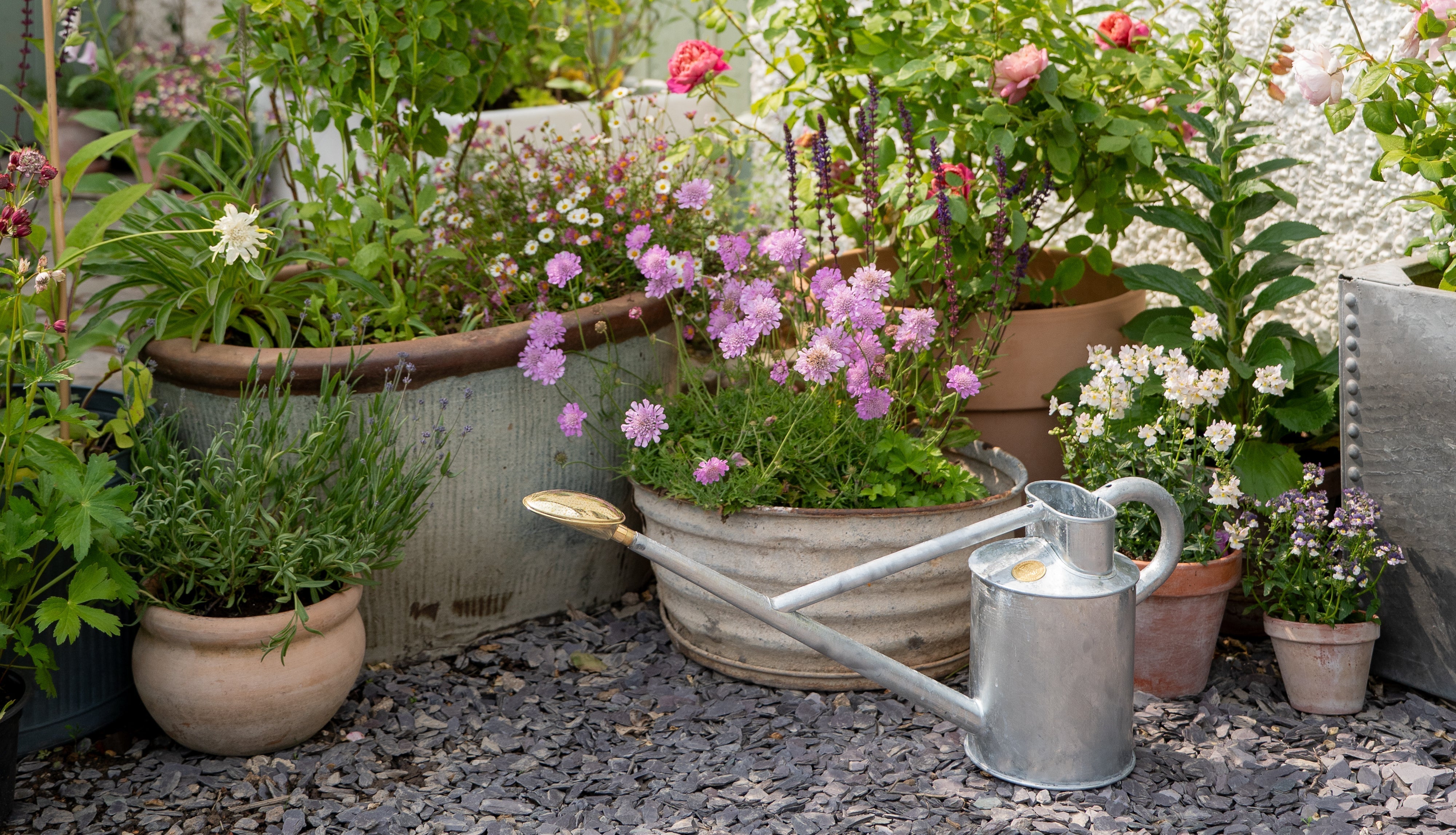 Tips for a happy container garden with @horti__cultured