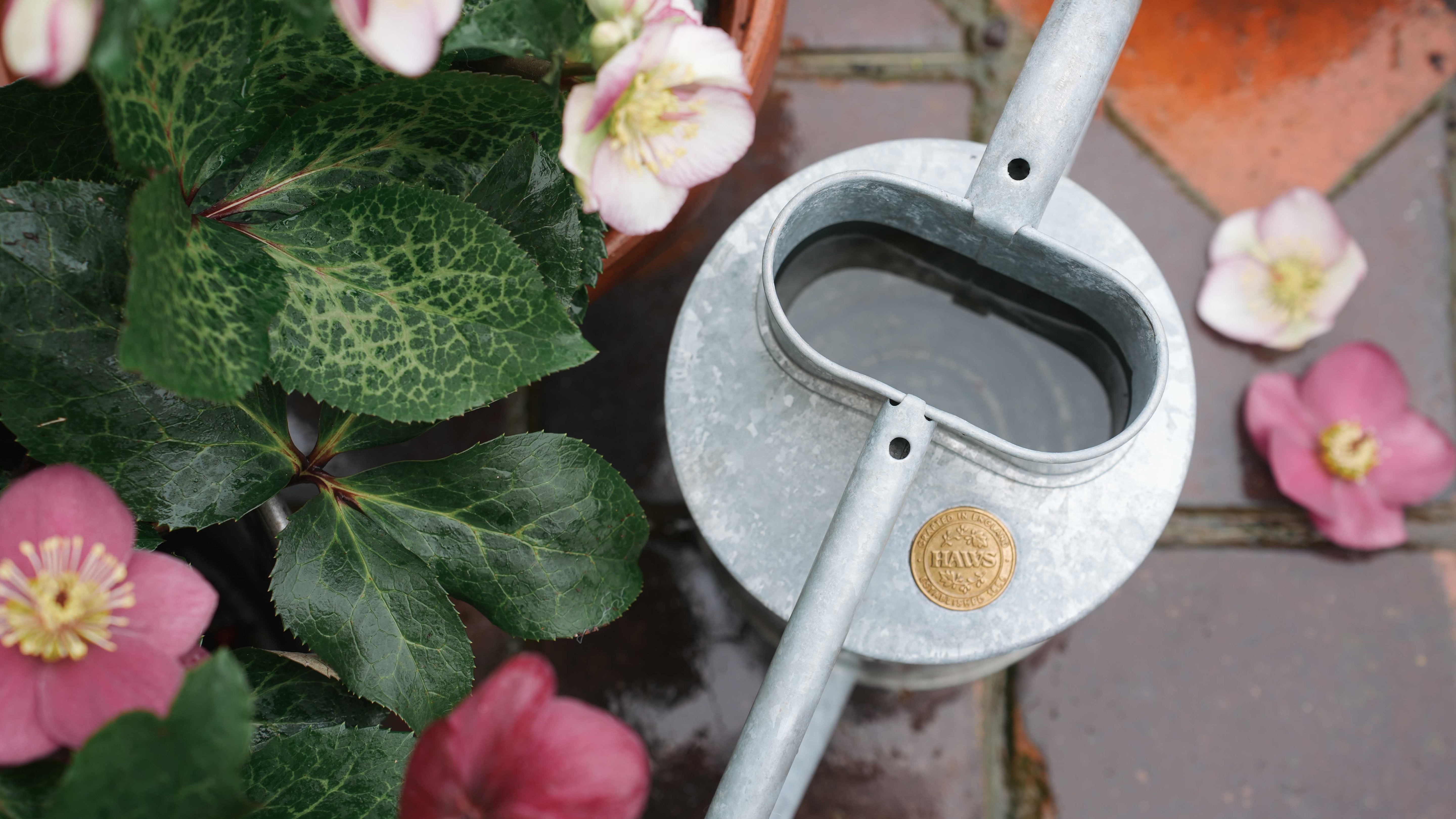 How to water hellebores: the stars of the late winter garden