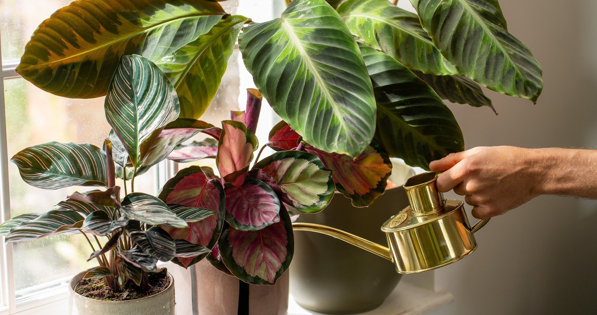 6 reasons why your calathea is crispy (and how to fix it)