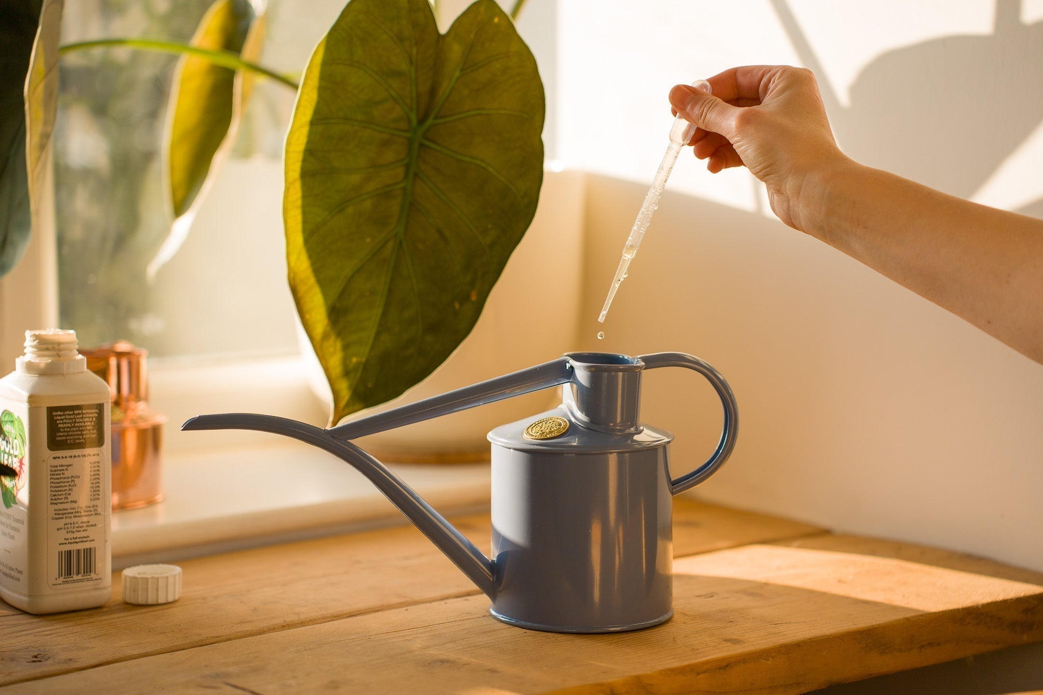 Your spring houseplant feeding guide