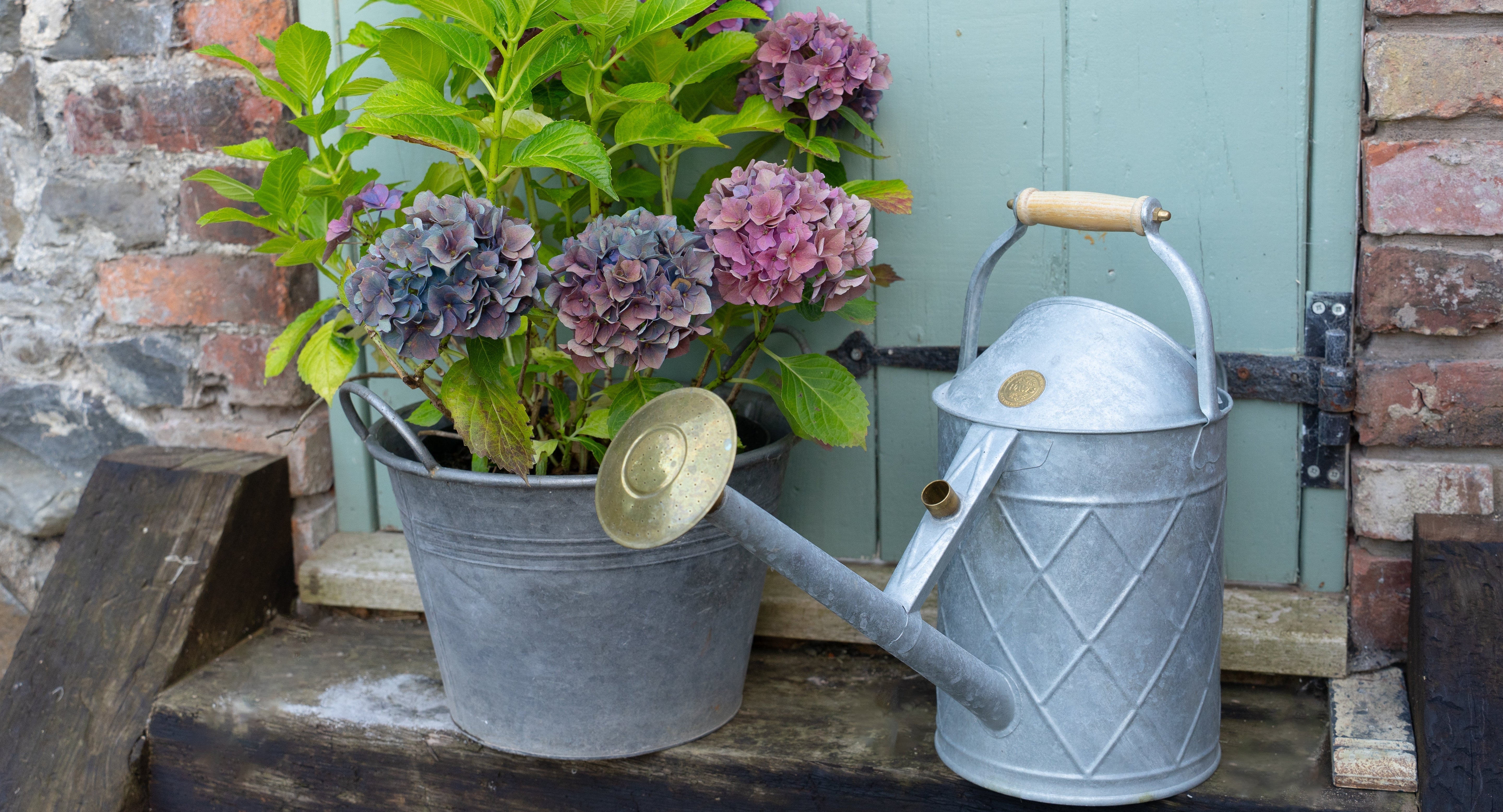 Hydrangea watering 101: everything you need to know