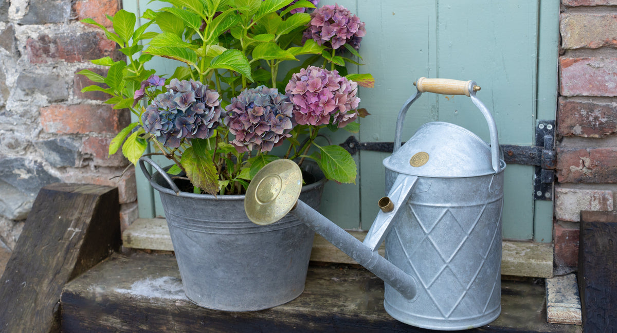 Hydrangea watering 101: everything you need to know
