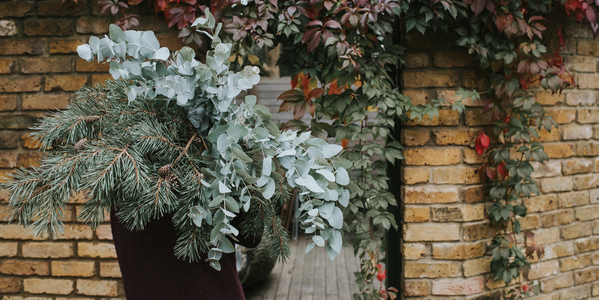 Winter plant care tips