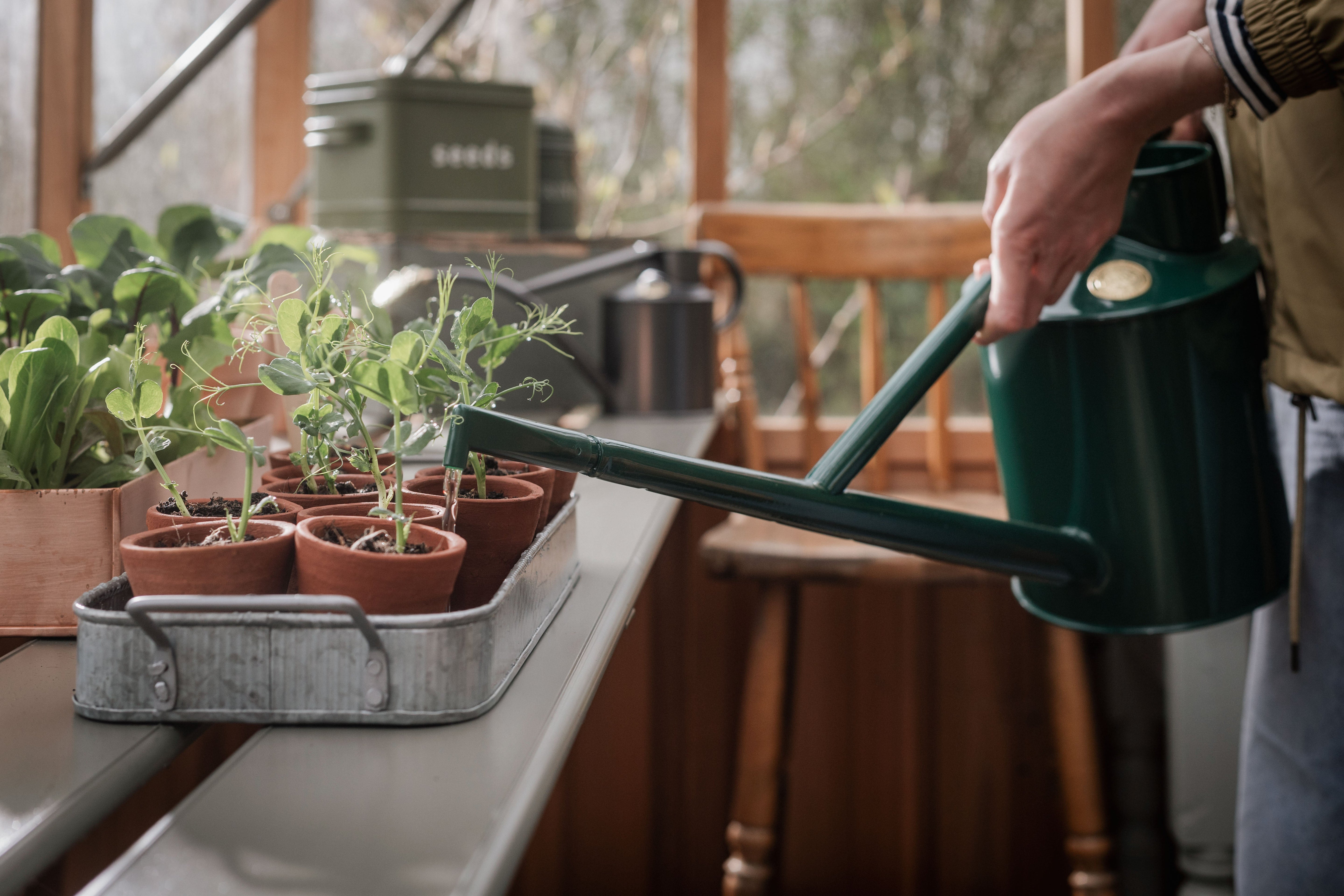 pea seedlings in a metal tray being watered with a green Haws watering can and plastic downspout 