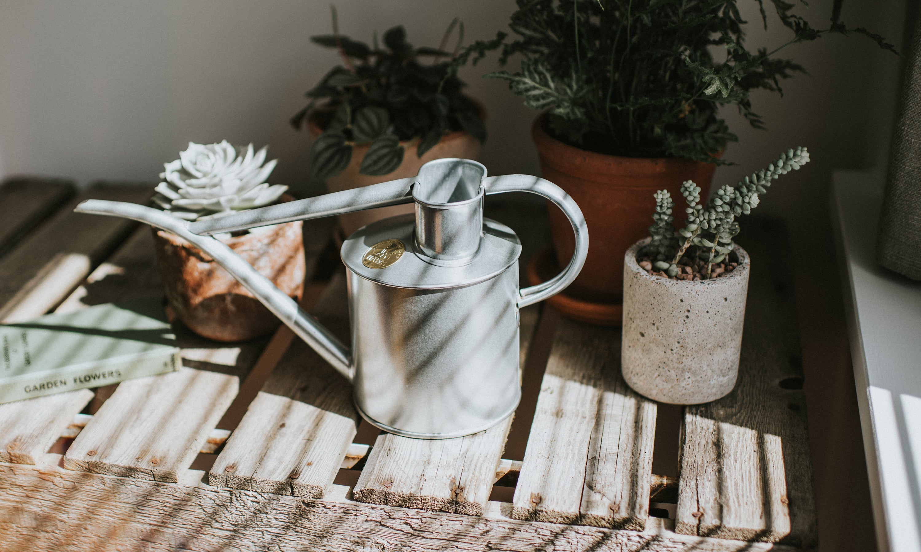 Matthew Shaw's love for all things houseplants