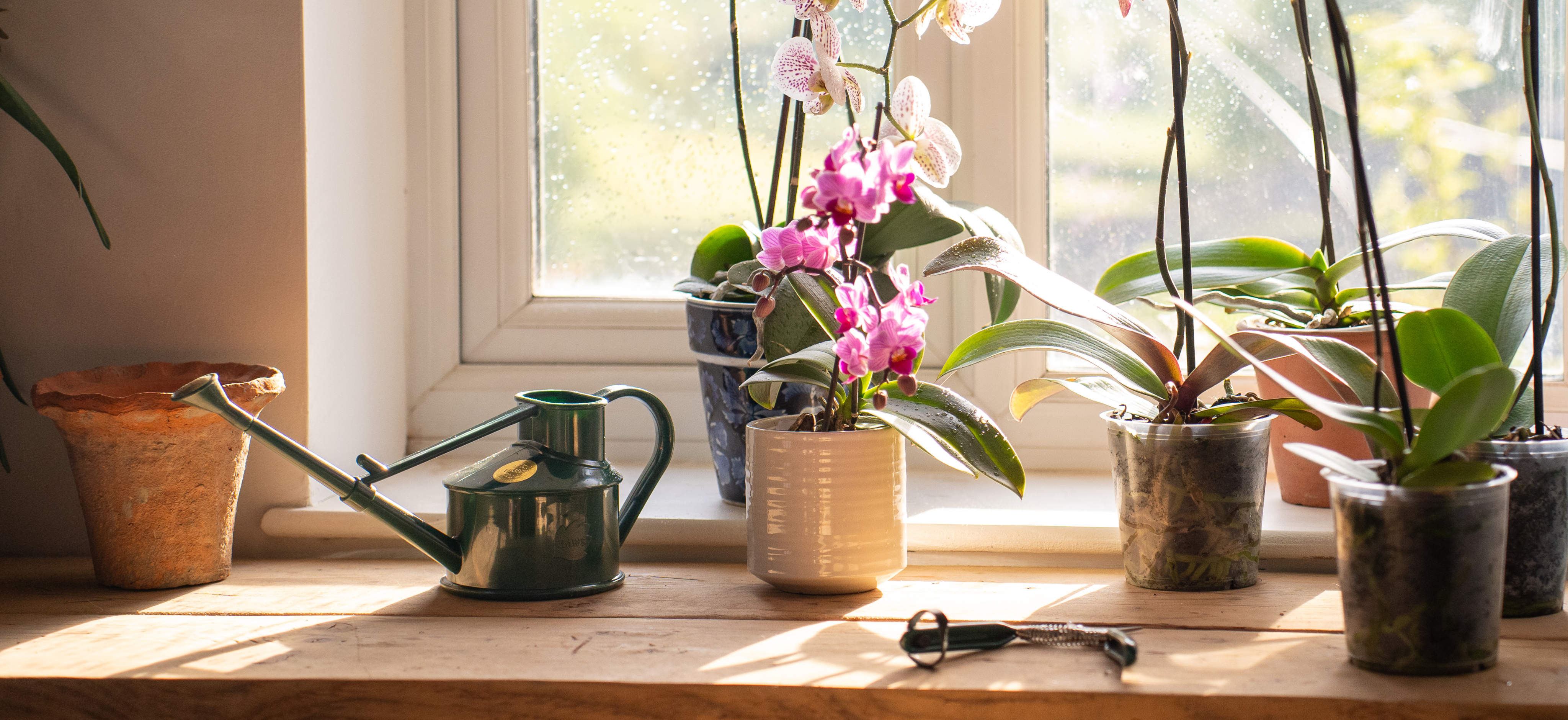 Houseplant care 101: watering your way to happy orchids