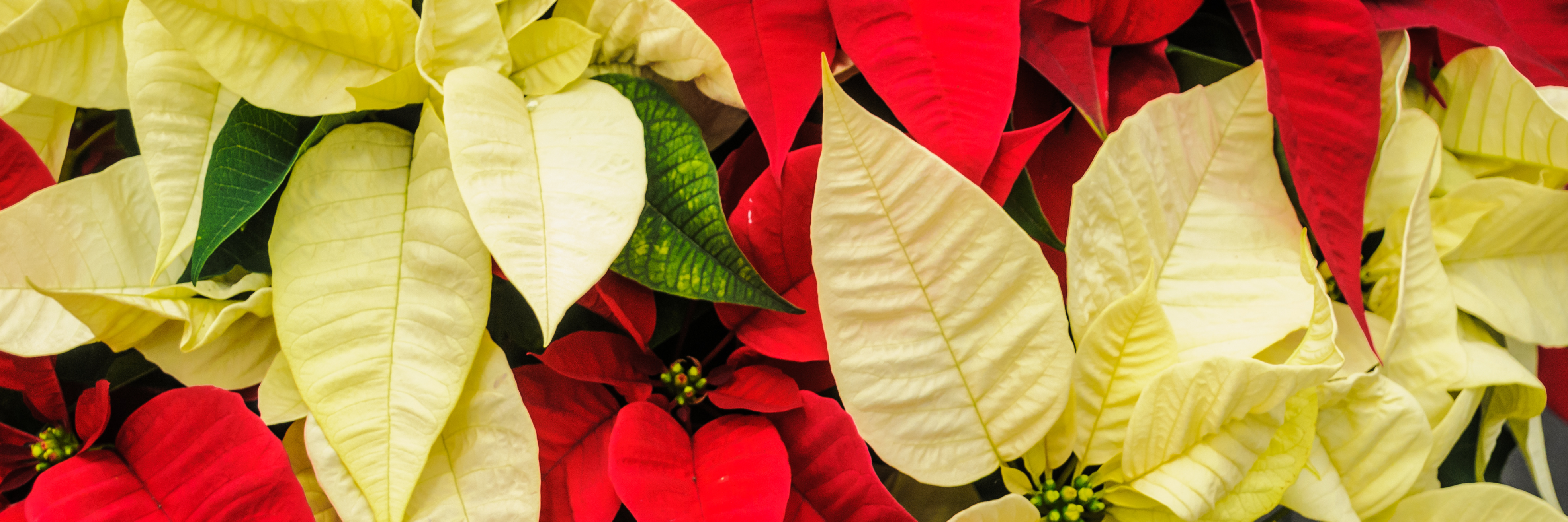 The festive poinsettia - our guide to keeping them alive this Christmas
