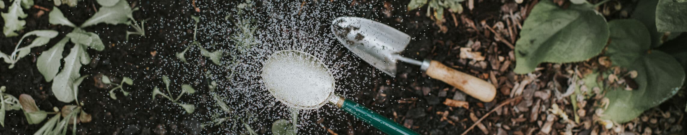 Oval roses for a broad spray
