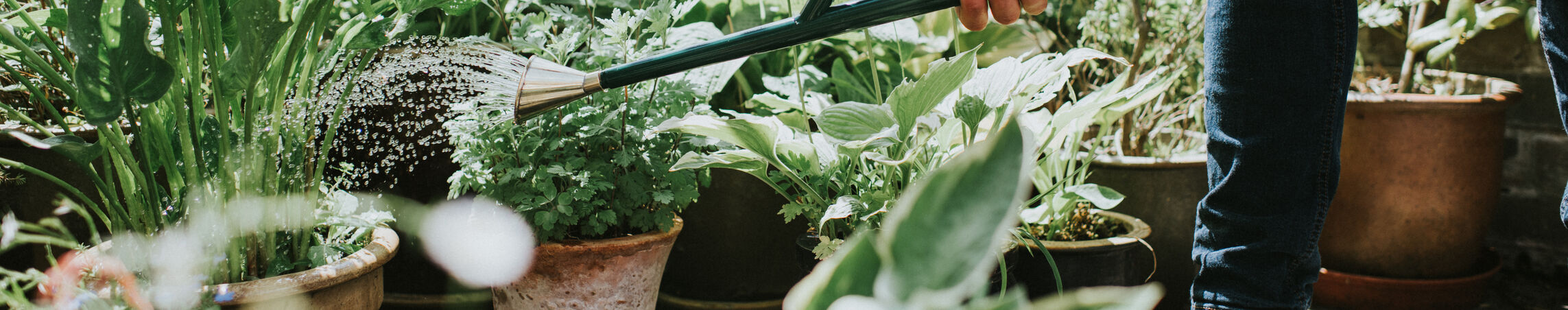 Round roses for targeted watering
