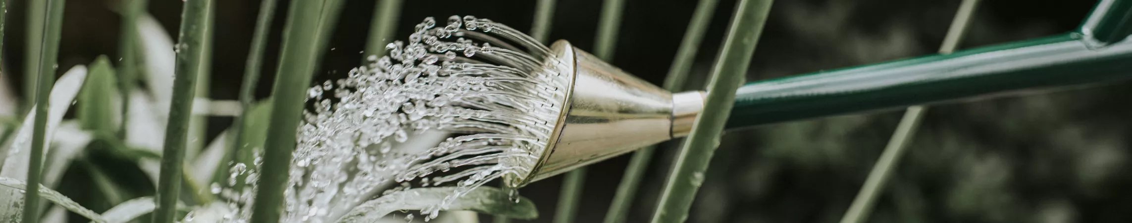 Coarse spray roses for established plants
