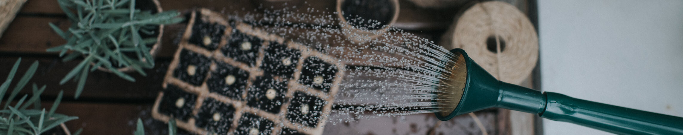 Fine spray roses for seedlings
