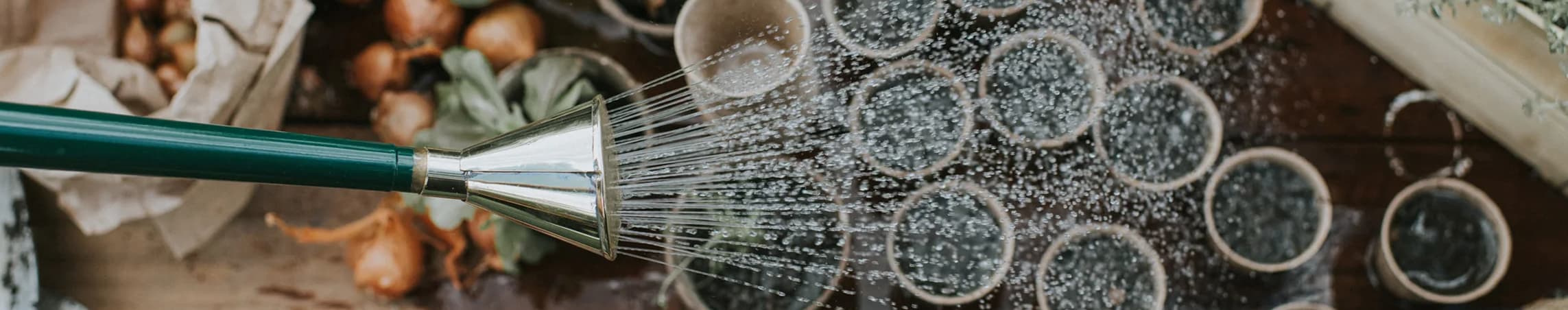 Extra fine spray roses for seeds
