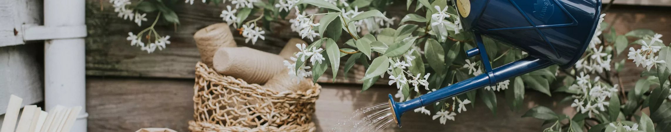 Replacement roses for The Bartley Burbler
