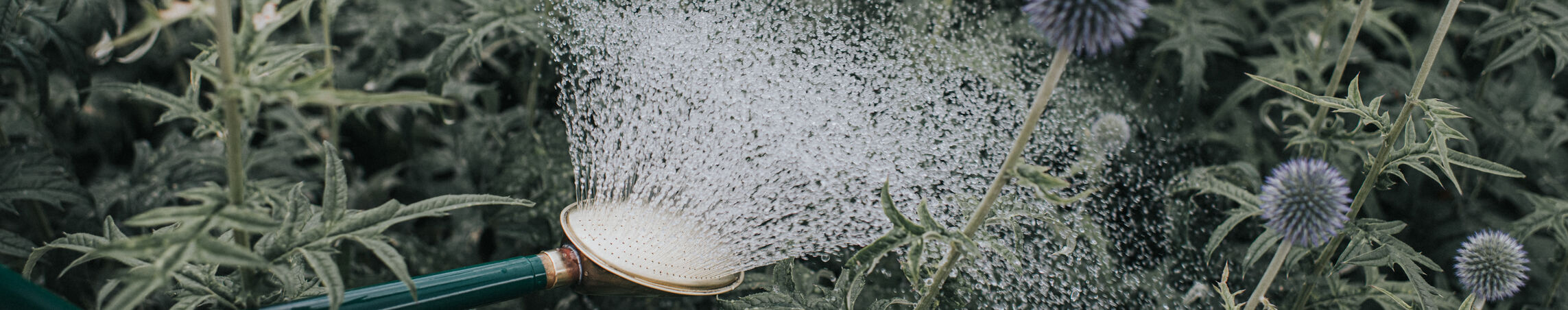 The Warley Fall Roses
