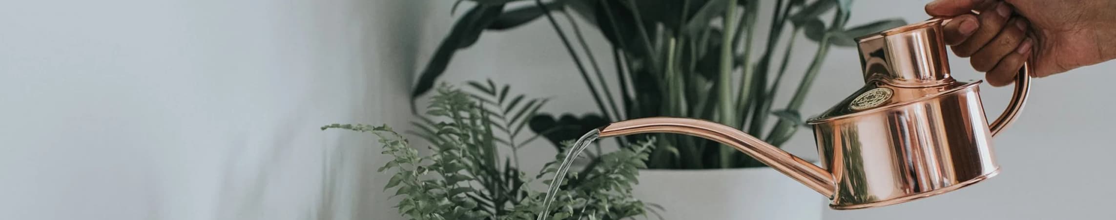 Gifts for the houseplant addict
