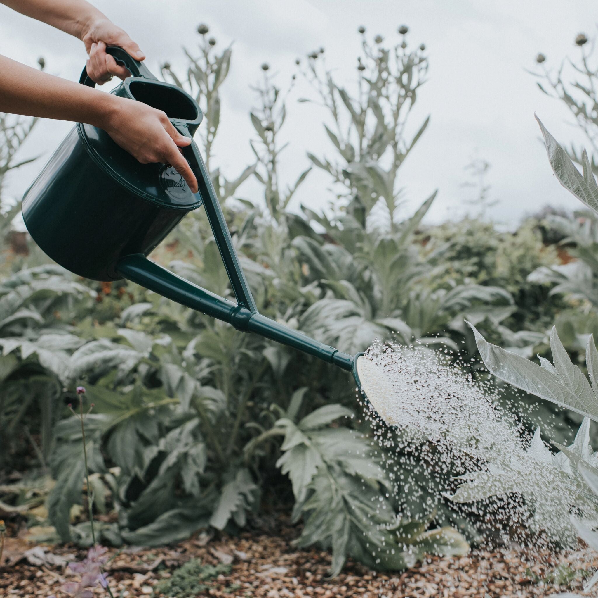 The Cradley Cascader - Growing Kit - One & a Half Gallon