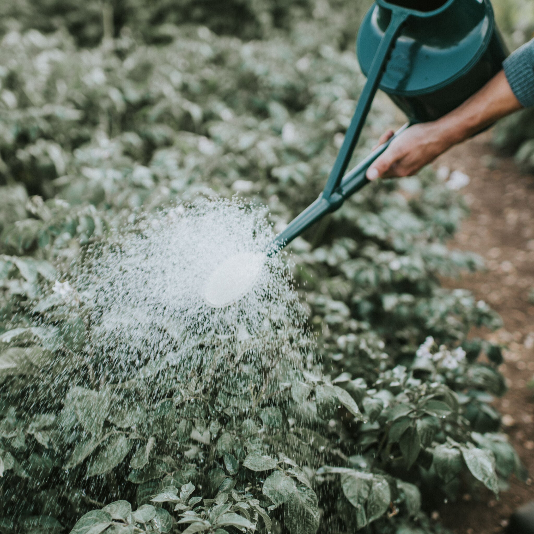 The Cradley Deluxe - Growing Kit - One & a Half Gallon