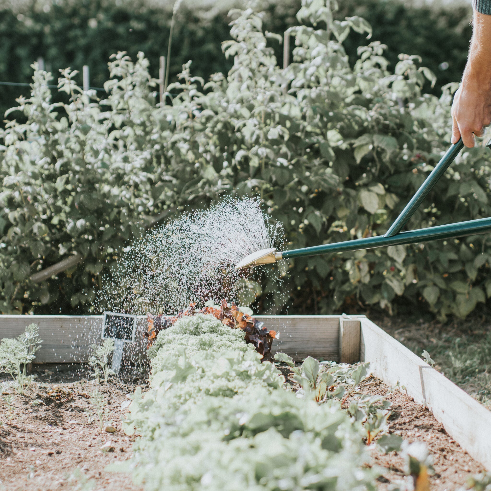 The Warley Fall HDG - Green - Growing Kit - Two Gallon