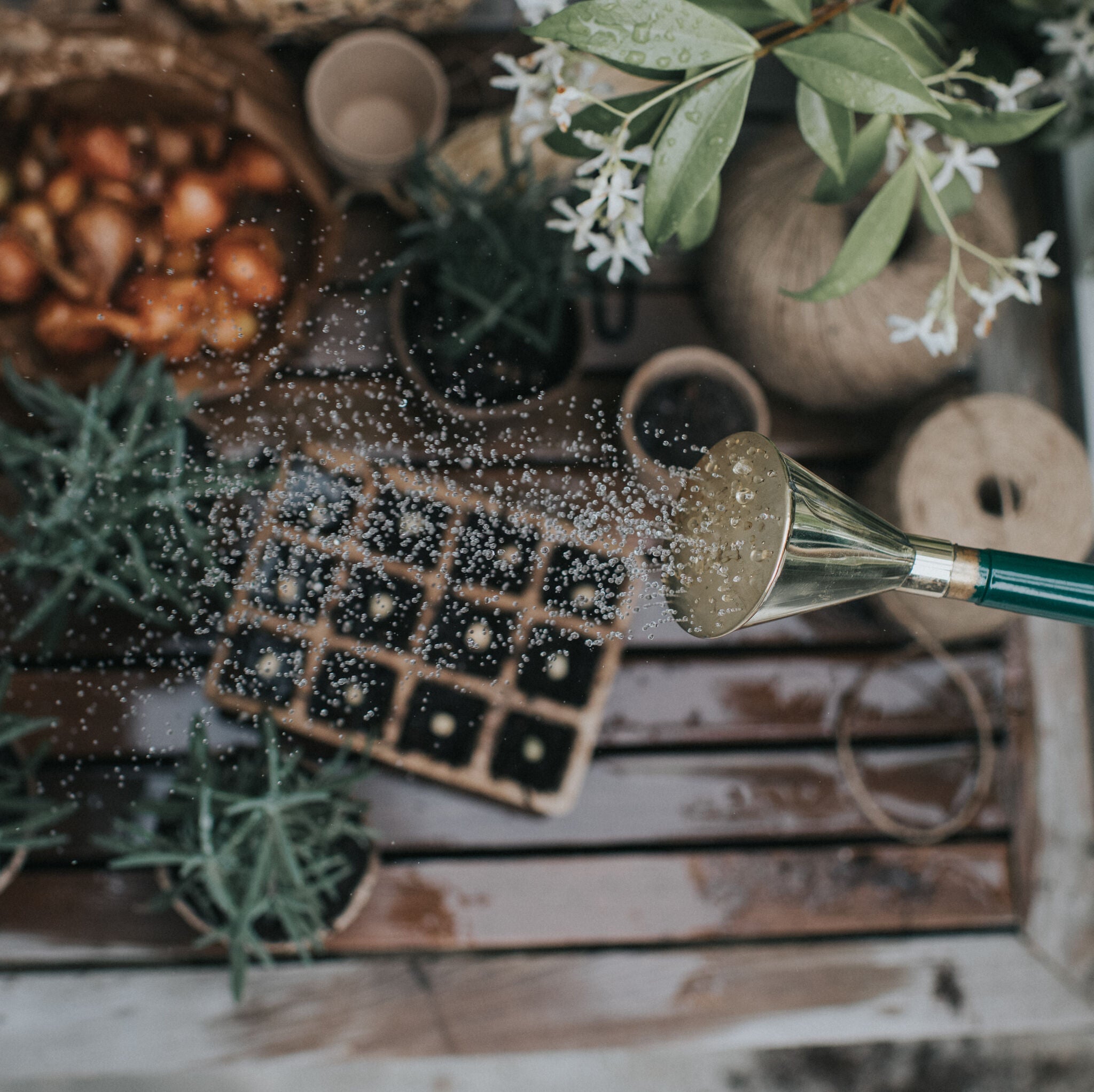 The Warley Fall - Graphite - Growing Kit - One Gallon