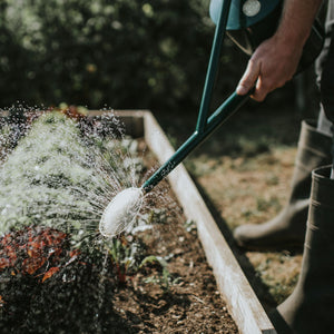 The Warley Fall - Green - Growing Kit - One Gallon