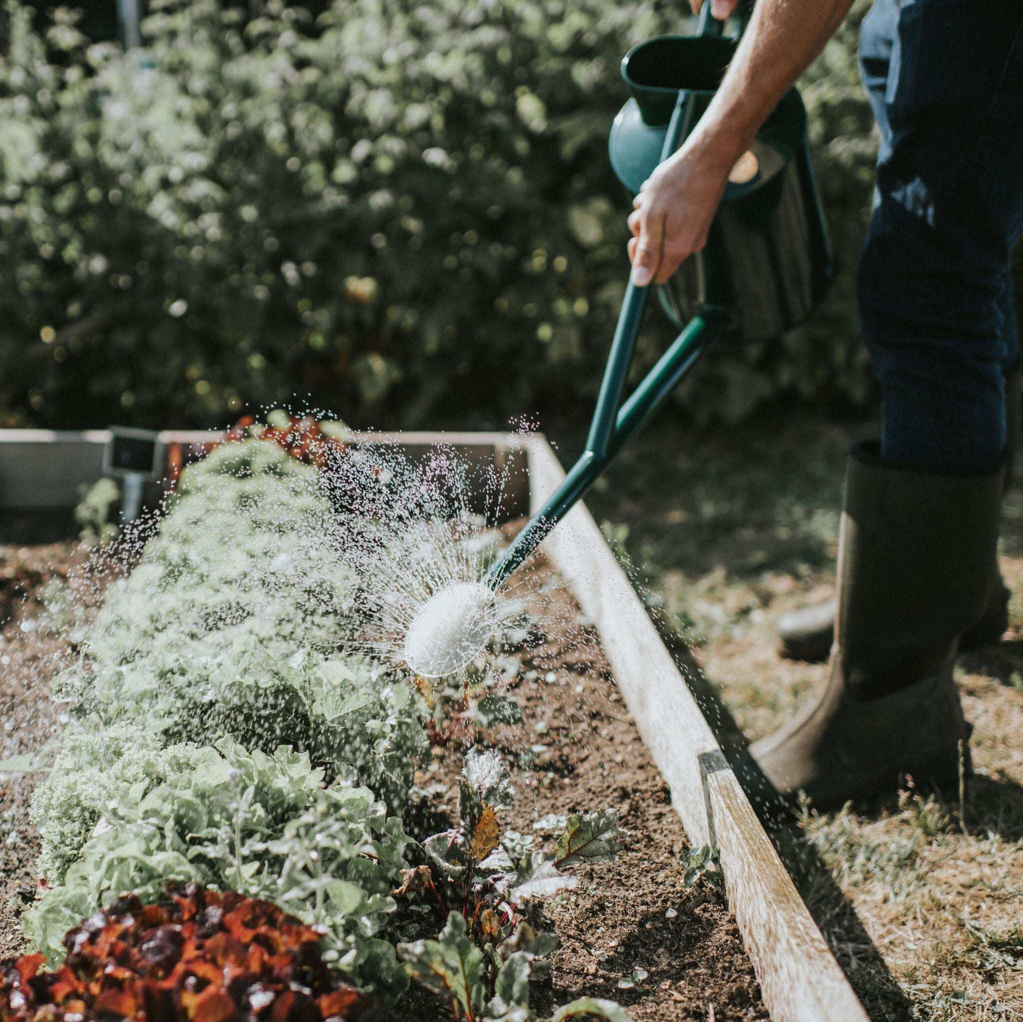 The Warley Fall - Green - Starter Kit - One Gallon