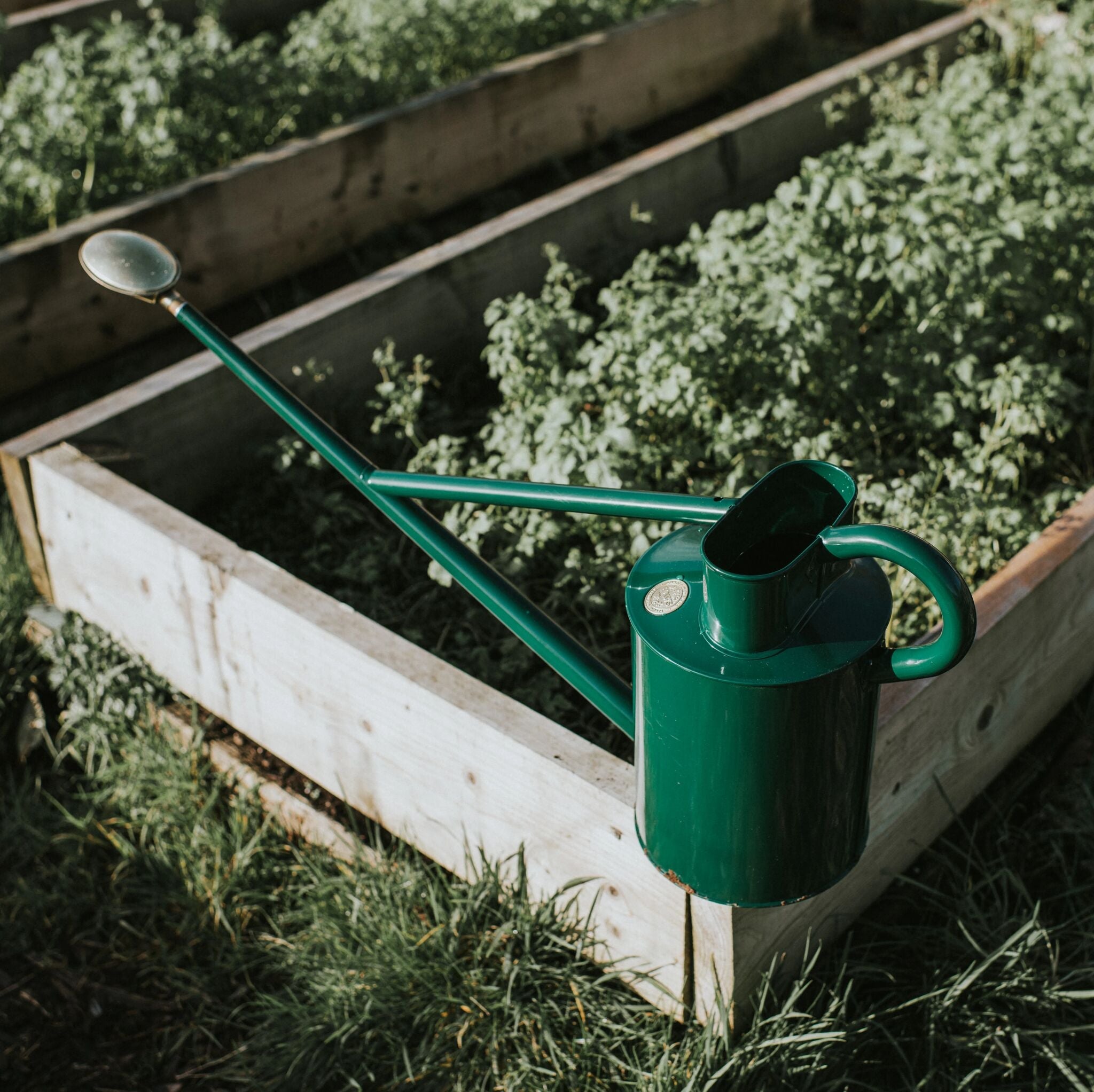 The Warley Fall - Green - Growing Kit - Two Gallon