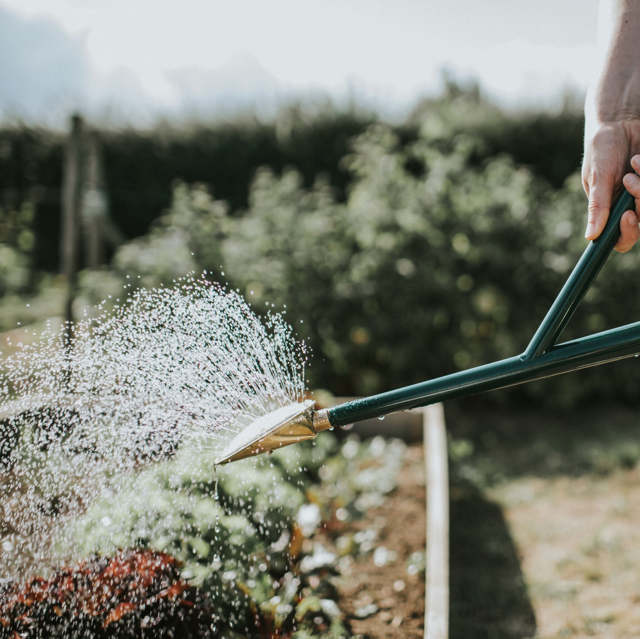 The Warley Fall - Green - Starter Kit - Two Gallon