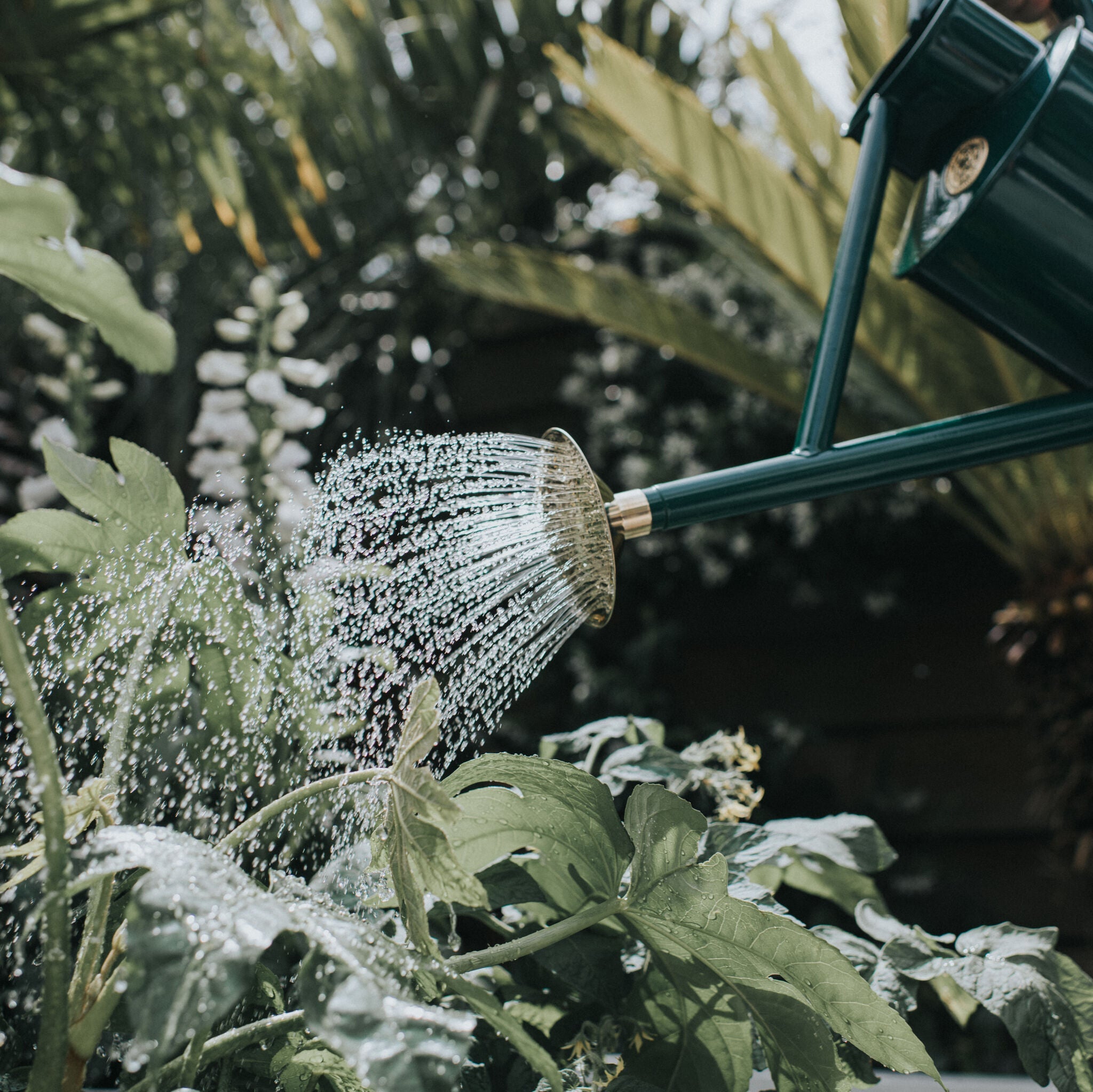 The Bearwood Brook Green - One Gallon