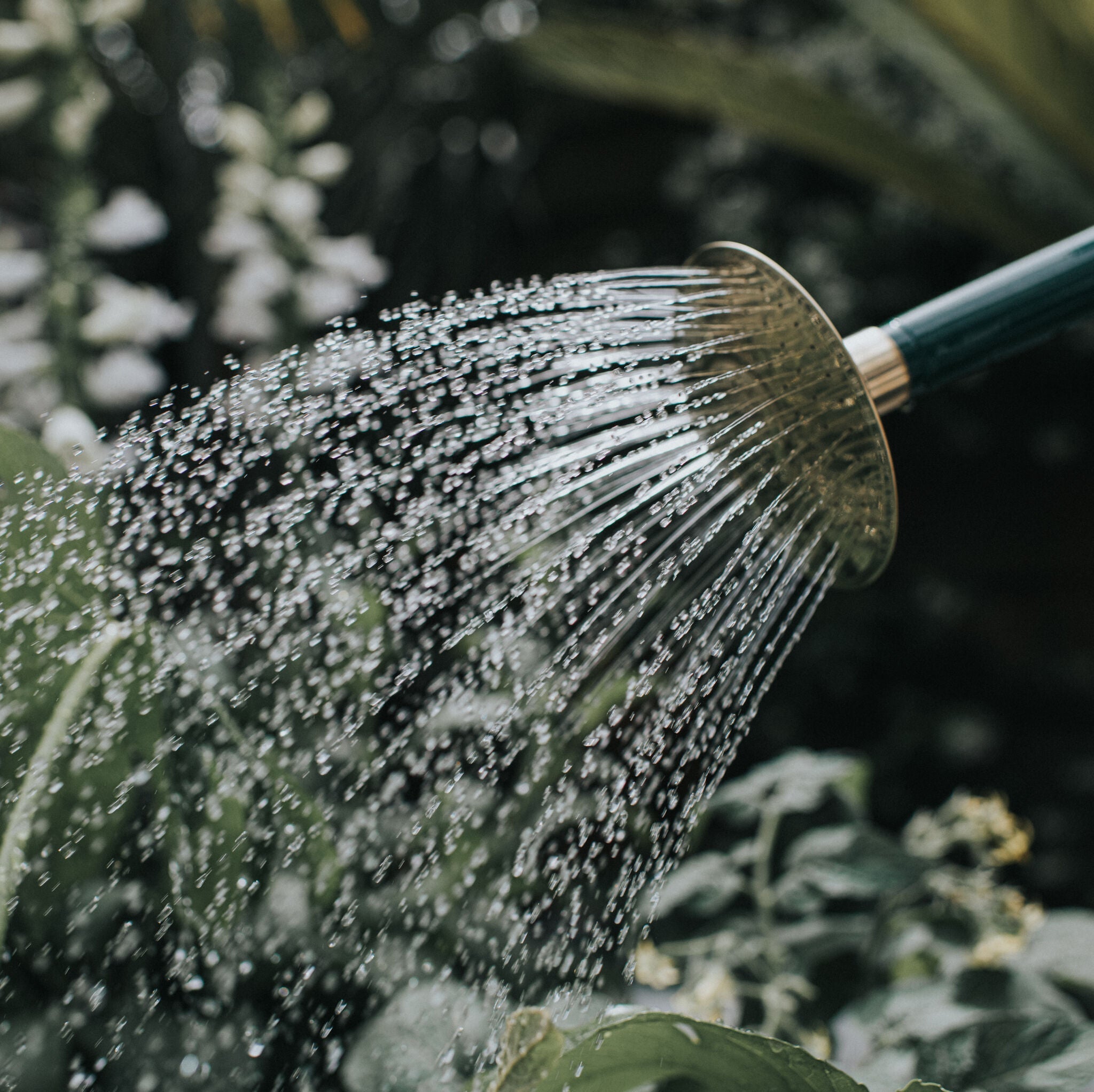 The Bearwood Brook Green - Two Gallon