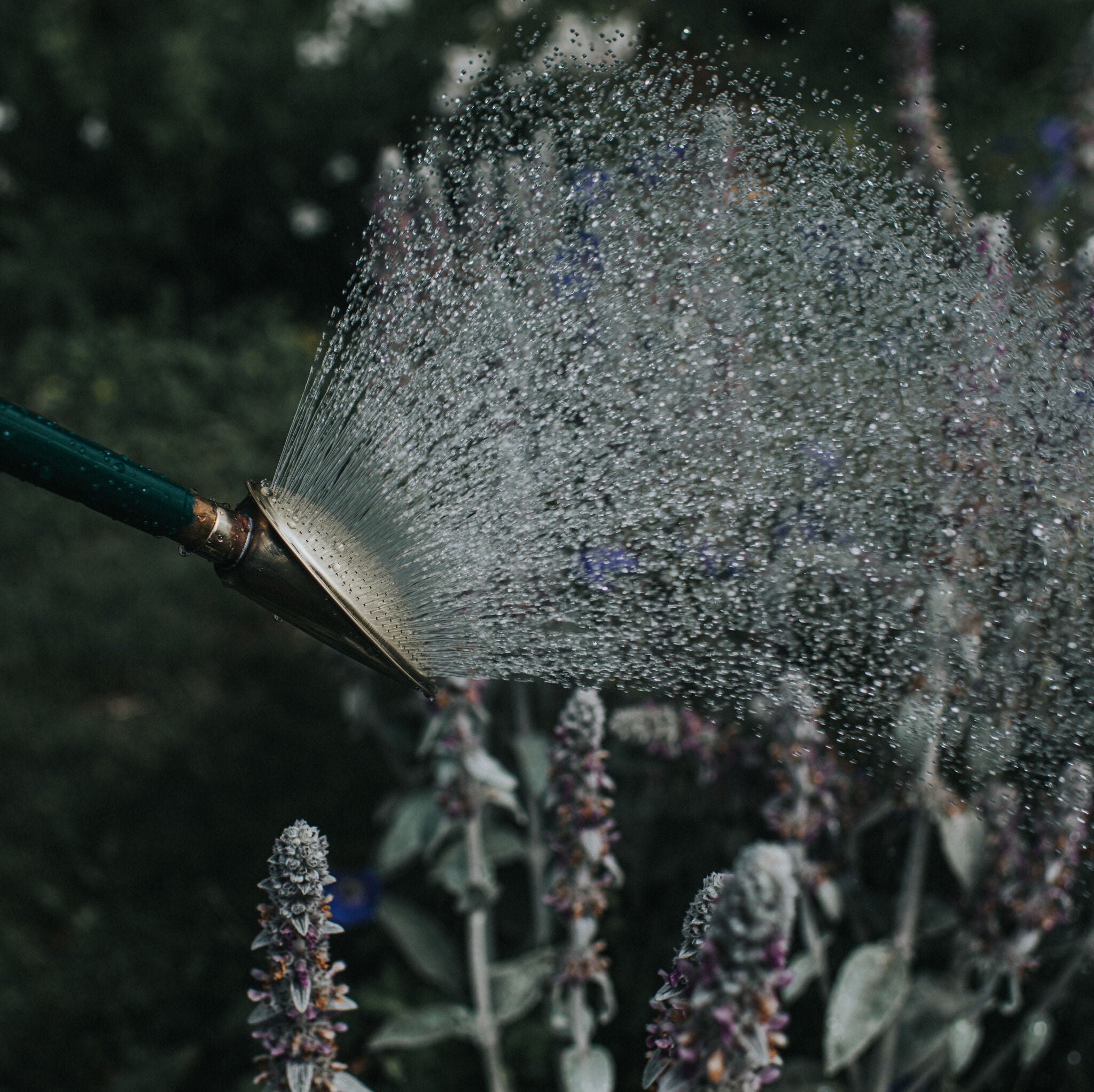 Brass Bedding Rose - Fine Spray (High flow)