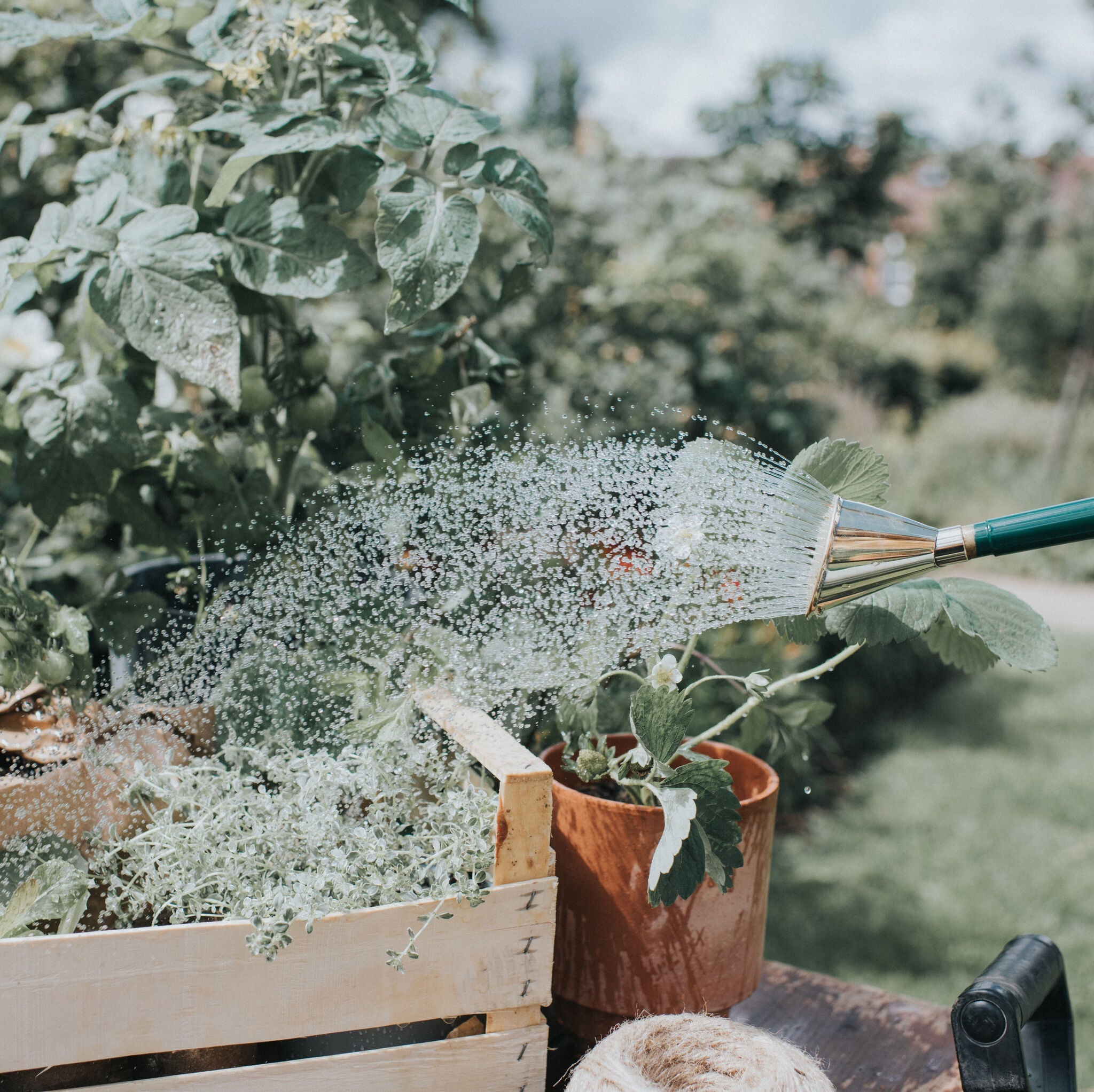 Brass Potting Rose - Fine Spray