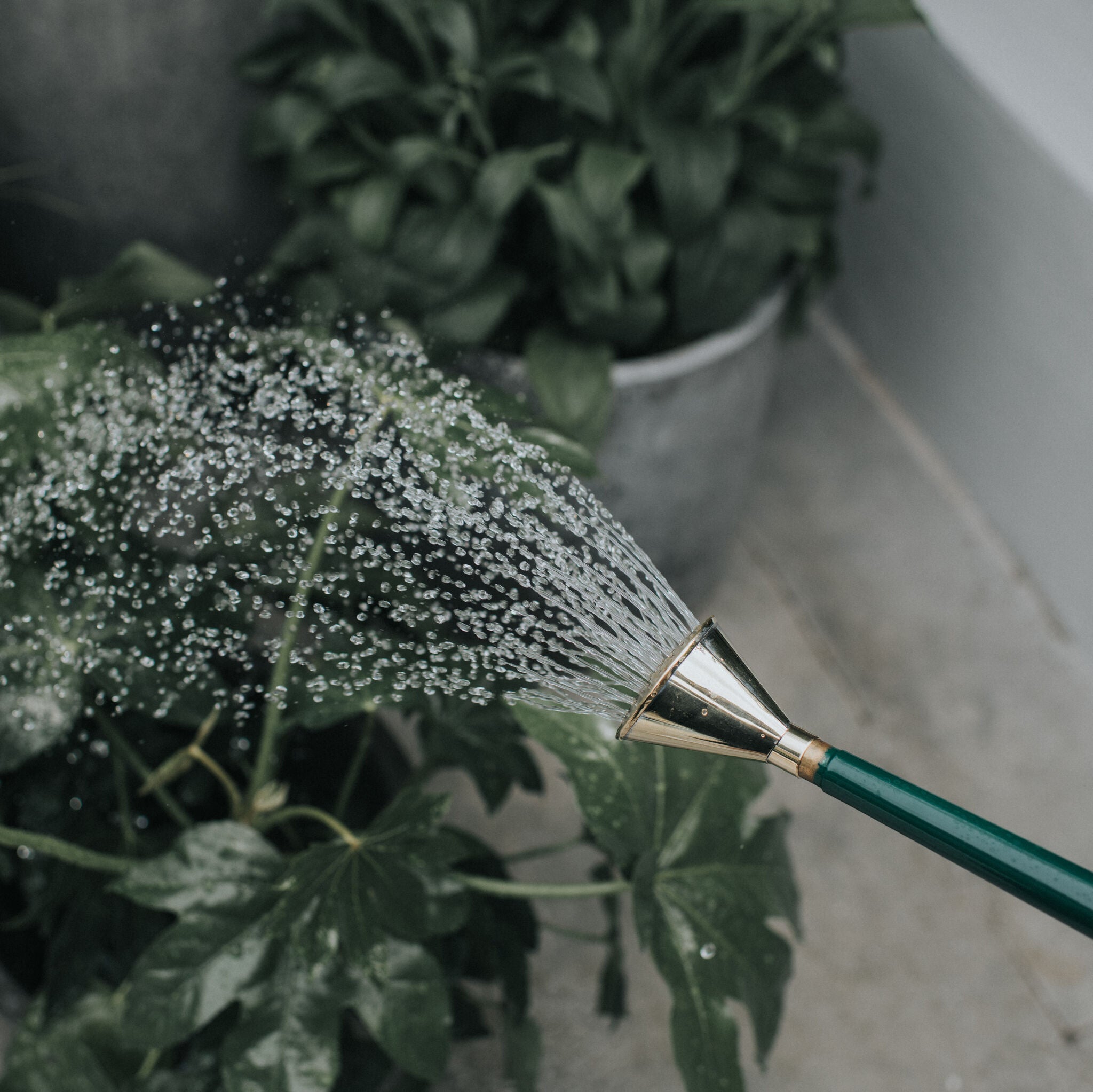 Brass Potting Rose - Coarse Spray