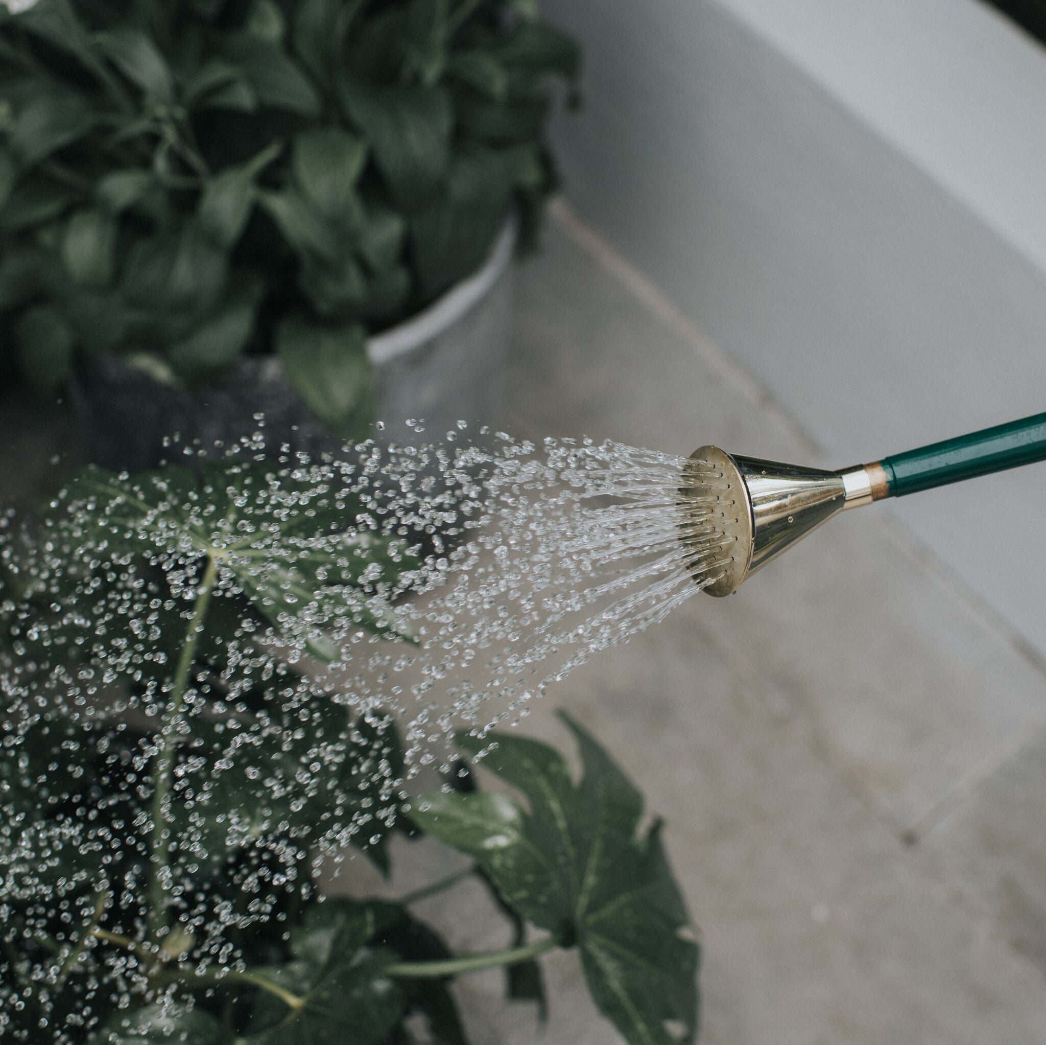 Brass Potting Rose - Extra Coarse Spray