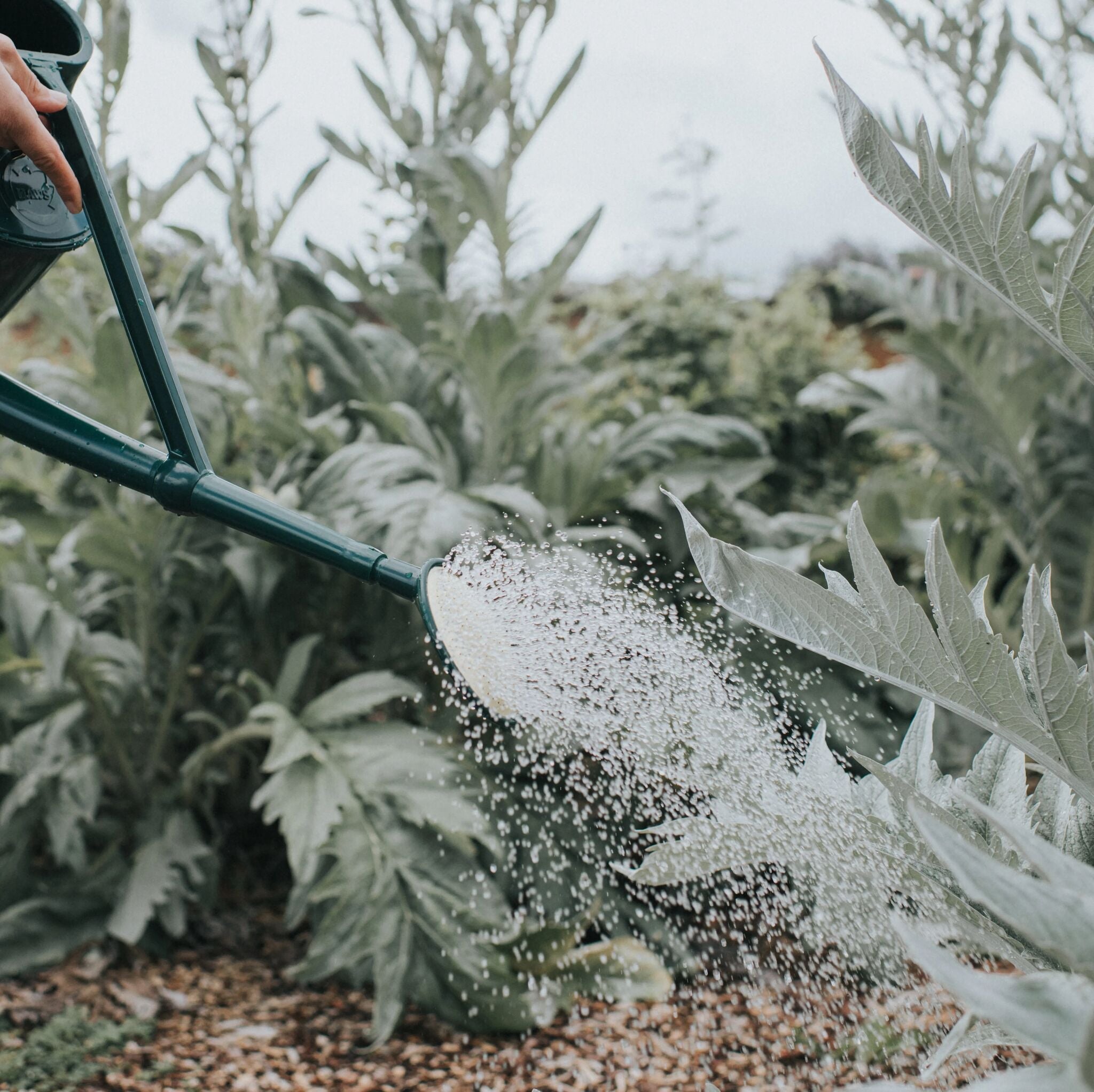 Plastic Bedding Rose - Fine Spray (High Flow)