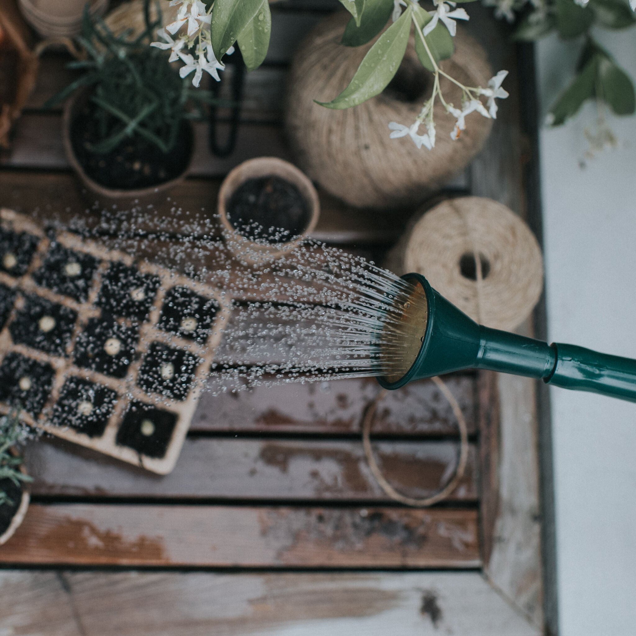 Plastic Potting Rose - Fine Spray