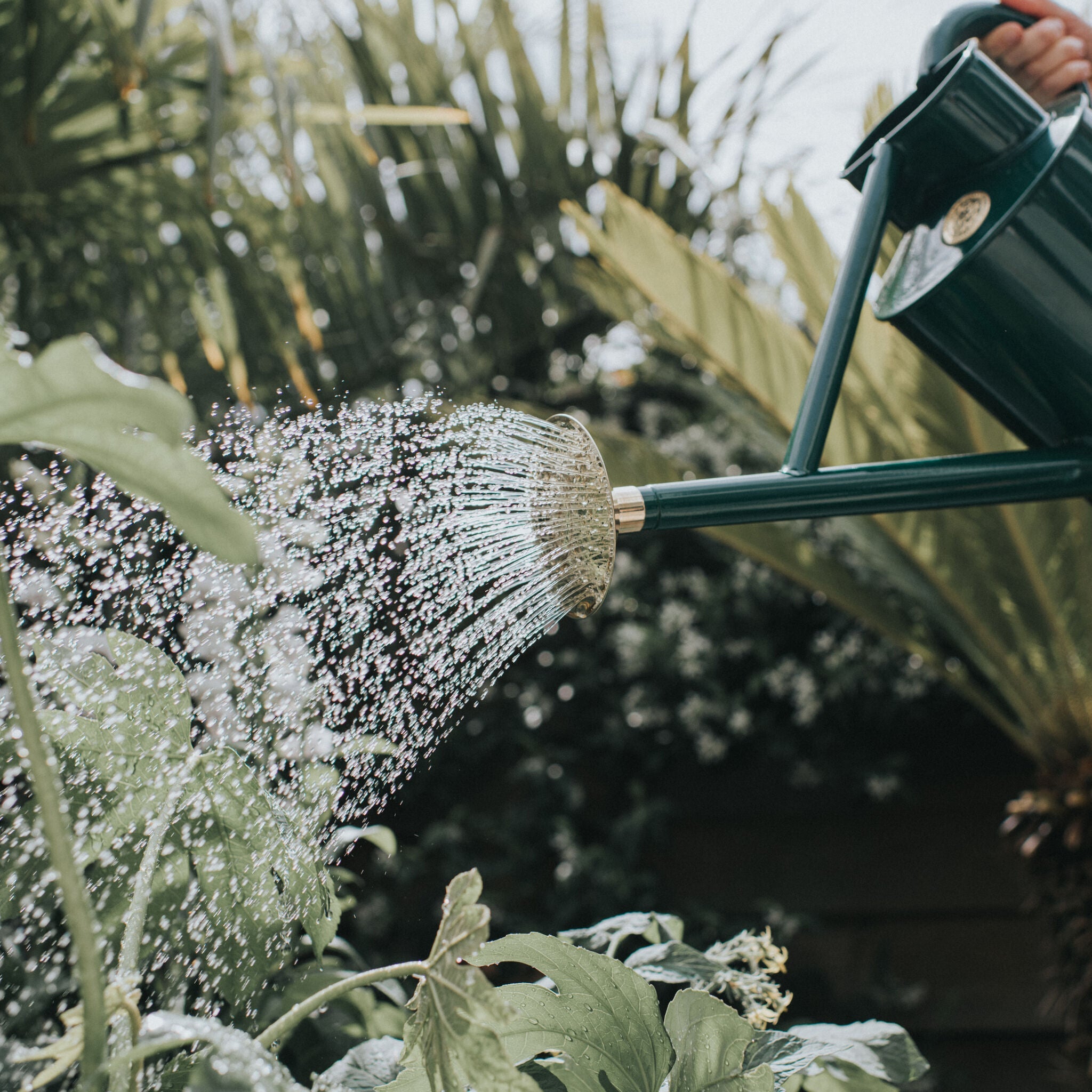 The General Purpose Rose