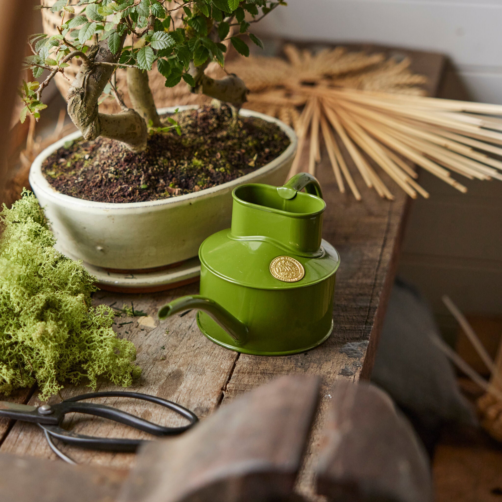 The Fazeley Flow - Houseplant Set - Fern Green & Brass - One Pint