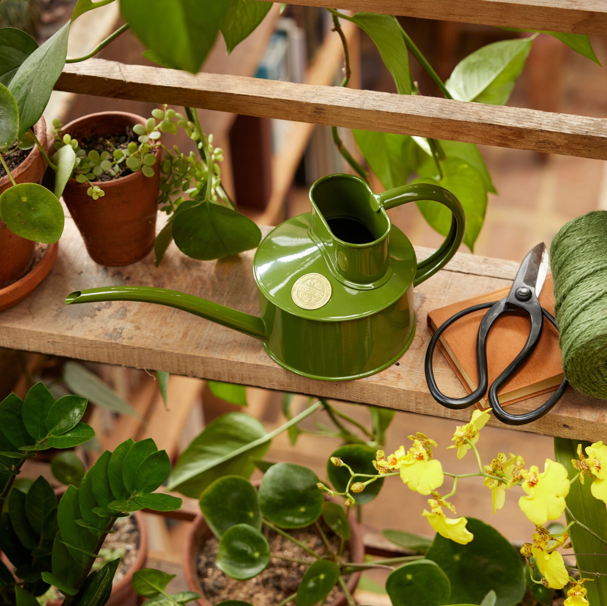 The Fazeley Flow - Houseplant Set - Fern Green & Brass - One Pint