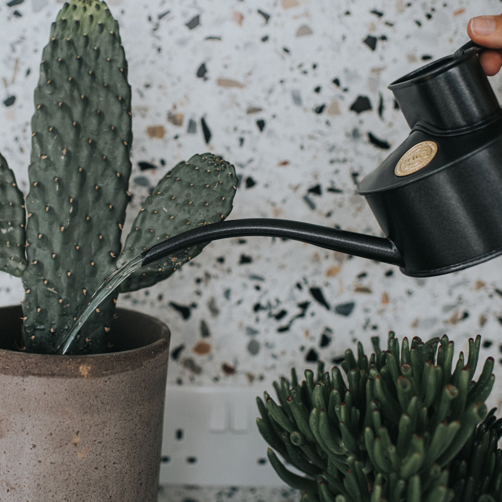 The Fazeley Flow - Houseplant Set - Graphite & Brass - One Pint