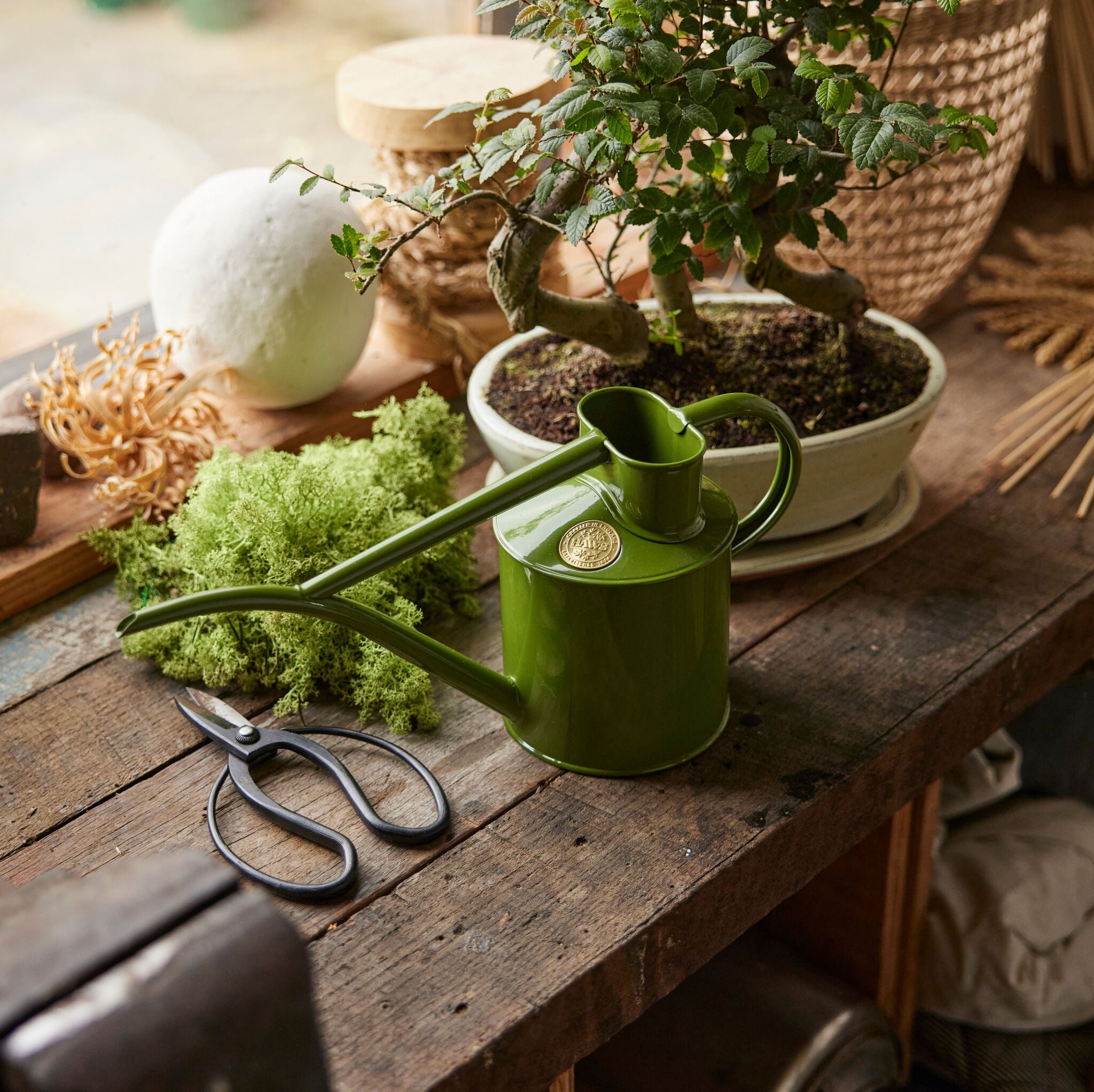 The Fazeley Flow - Houseplant Set - Fern Green & Brass - Two Pint