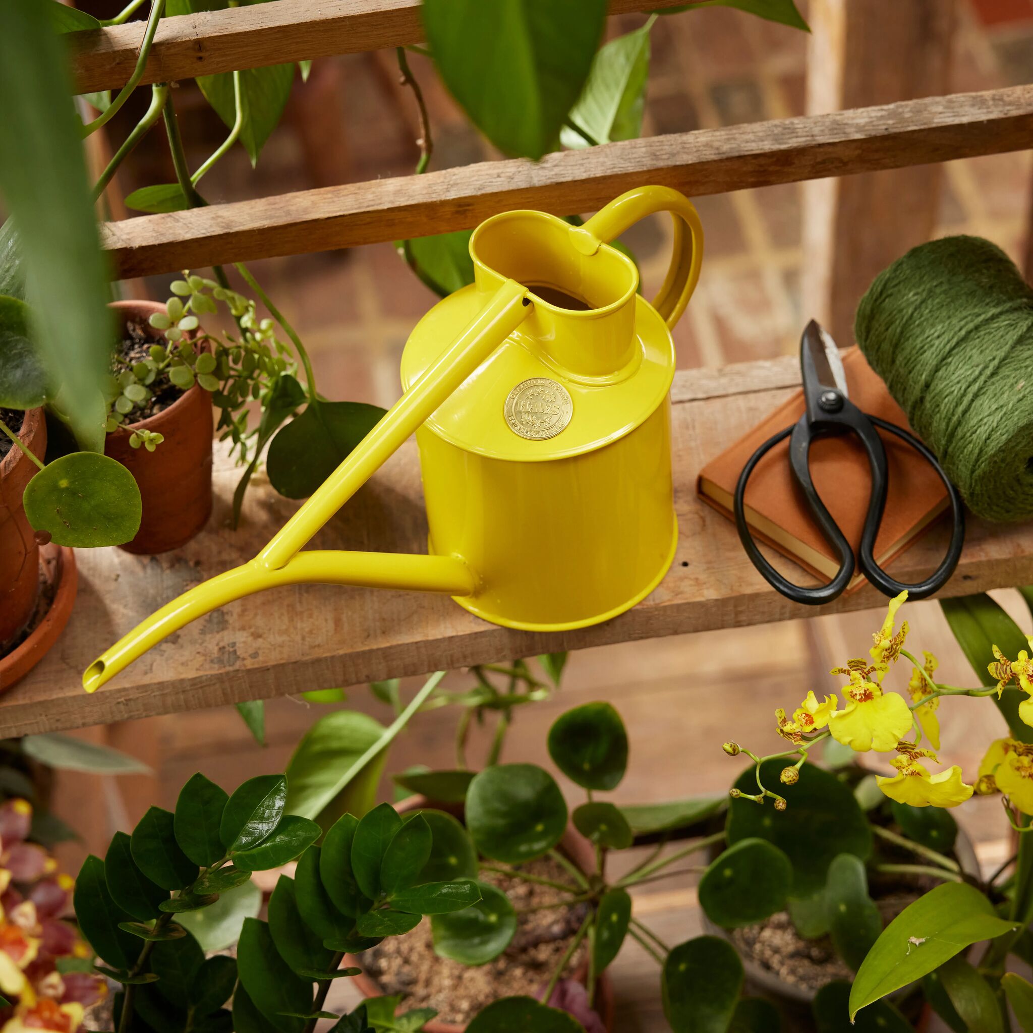 The Fazeley Flow - Houseplant Set - Lotus Yellow & Brass - Two Pint